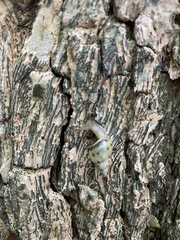 Drymaeus interpunctus