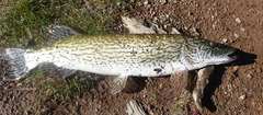 Esox cisalpinus