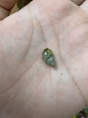 Drymaeus interpunctus