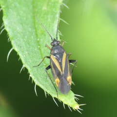 Plagiognathus moerens