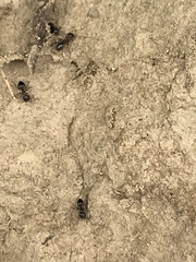 Crematogaster coarctata