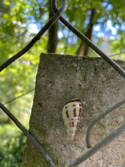 Drymaeus interpunctus