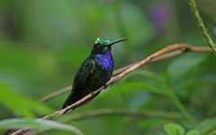Campylopterus villaviscensio