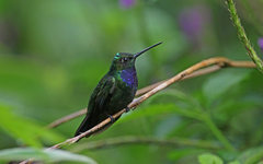 Campylopterus villaviscensio