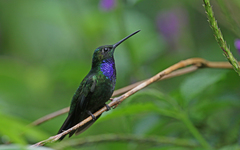 Campylopterus villaviscensio