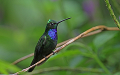 Campylopterus villaviscensio
