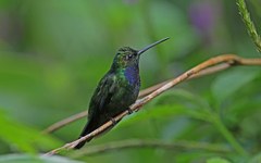 Campylopterus villaviscensio