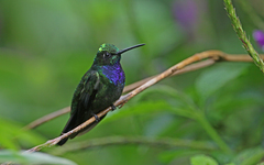 Campylopterus villaviscensio