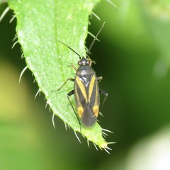 Plagiognathus moerens