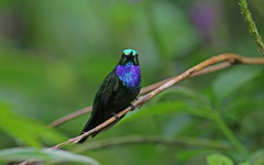 Campylopterus villaviscensio
