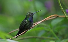 Campylopterus villaviscensio