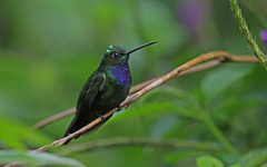 Campylopterus villaviscensio