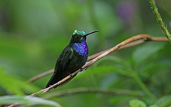 Campylopterus villaviscensio