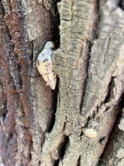 Drymaeus interpunctus