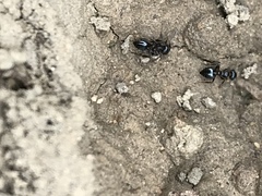 Crematogaster coarctata