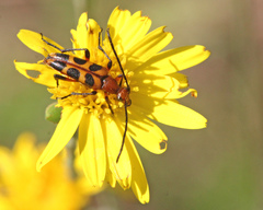 Strangalia sexnotata