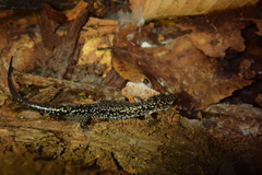 Plethodon caddoensis