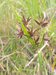 Cyperus nitidus