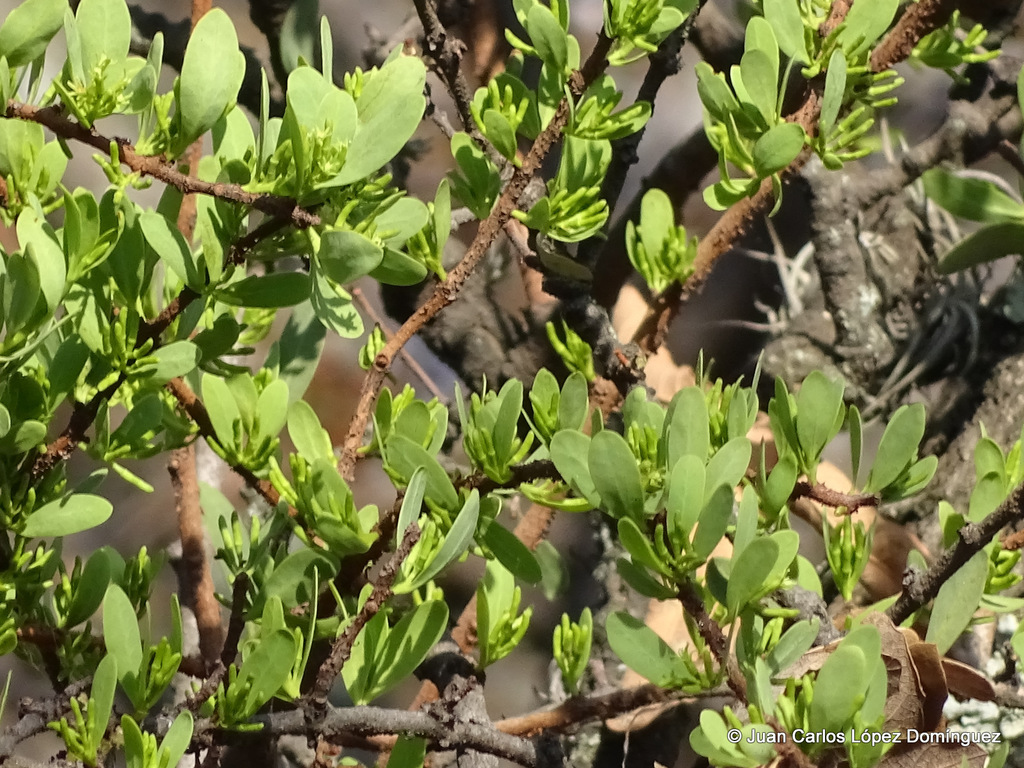 Cladocolea diversifolia