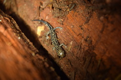 Plethodon caddoensis