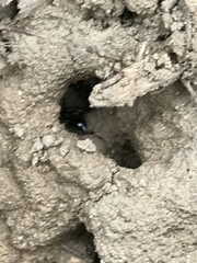 Crematogaster coarctata