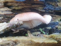 Rhodotus palmatus
