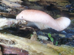 Rhodotus palmatus