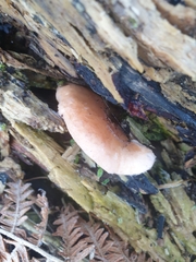 Rhodotus palmatus