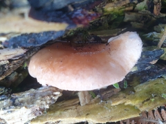 Rhodotus palmatus