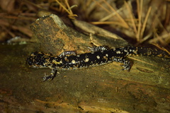 Plethodon fourchensis