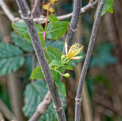 Hypericum hircinum majus