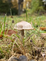 Agaricales