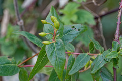 Hypericum hircinum majus
