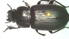 Anisodactylus signatus