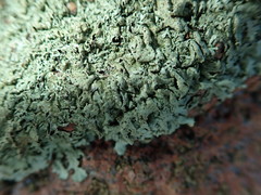 Xanthoparmelia stenophylla