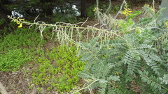Sophora tomentosa