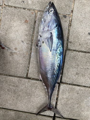 Photo of Kawakawa (Euthynnus affinis)