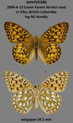 Speyeria callippe semivirida