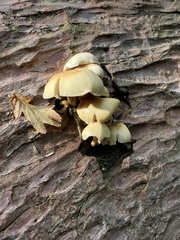Hypholoma fasciculare