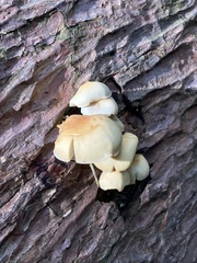 Hypholoma fasciculare