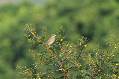 Carpodacus erythrinus