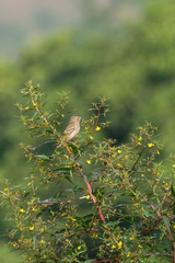 Carpodacus erythrinus