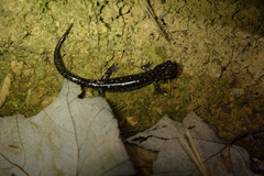Plethodon fourchensis