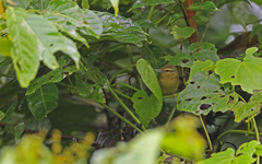 Thamnistes anabatinus