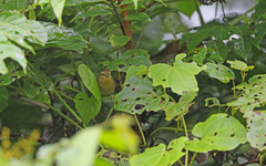 Thamnistes anabatinus