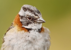 Zonotrichia capensis