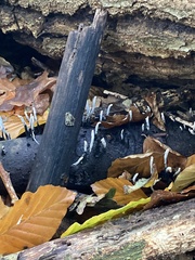 Xylaria hypoxylon