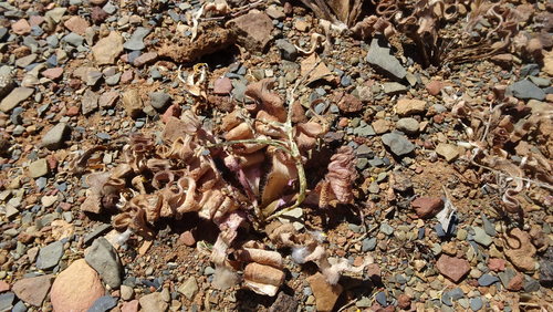 Trachyandra tortilis