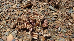 Trachyandra tortilis