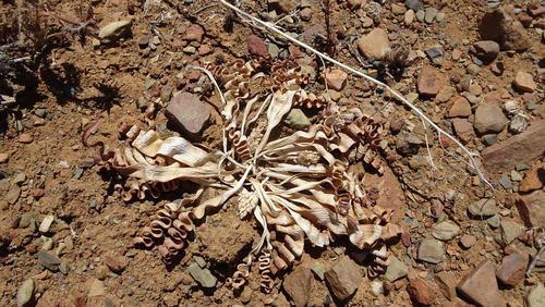 Trachyandra tortilis